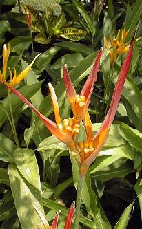 Parakeet Flower(Heliconia psittacorum)