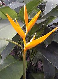 Parakeet Flower(Heliconia psittacorum)