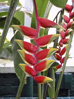 Hanging Heliconia, Lobster Claw(Heliconia rostrata)