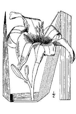 Day Lily(Hemerocallis fulva)