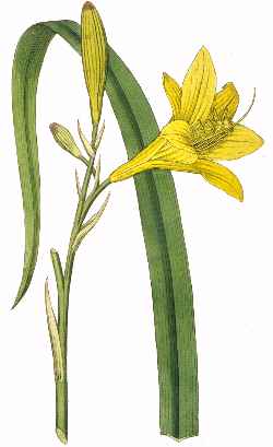 Lemon Daylily(Hemerocallis lilioasphodelus)
