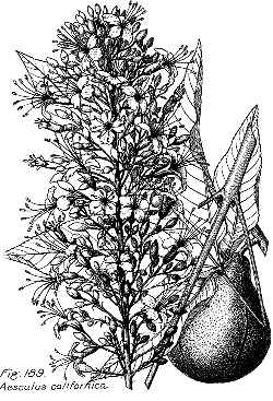 California Buckeye(Aesculus californica)