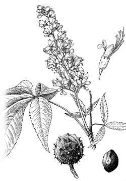 Ohio Buckeye(Aesculus glabra)