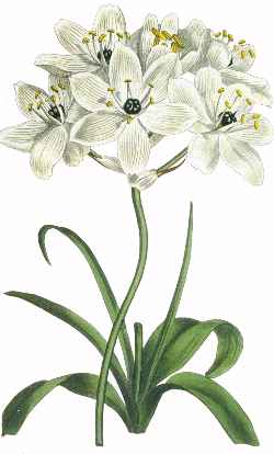 Star of Bethlehem (Ornithogalum  arabicum)