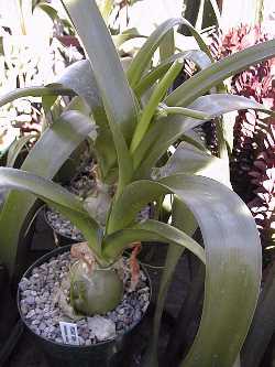 Pregnant Onion (Ornithogalum  longibracteatum)