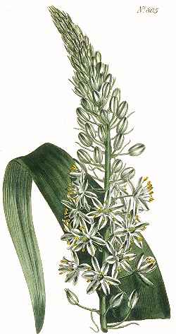 Ornithogalum longibracteatum in Curtis Botanical Magazine