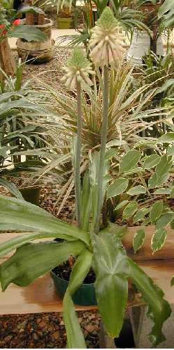 Forest Lily(Veltheimia bracteata)