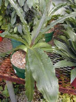 Forest Lily(Veltheimia bracteata)