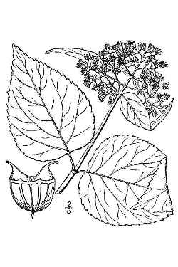 Wild Hydrangea, Smooth Hydrangea, Sevenbark(Hydrangea arborescens)