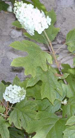 Oak-Leaf Hydrangea(Hydrangea quercifolia)