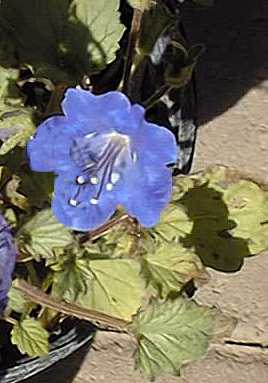 Desert Blue Bells(Phacelia campanularia)