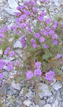 Wild Heliotrope, Common Phacelia(Phacelia distans)