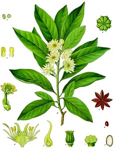 Japanese Anise Tree(Illicium anisatum)