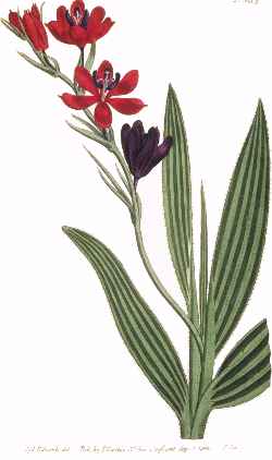 Baboon Flower(Babiana stricta)