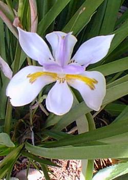 Fortnight Lily, African Iris(Dietes vegeta)