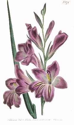 Byzantine Gladiolus(Gladiolus communis ssp. byzantinus )