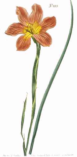 Cape Tulip(Moraea grandiflora)