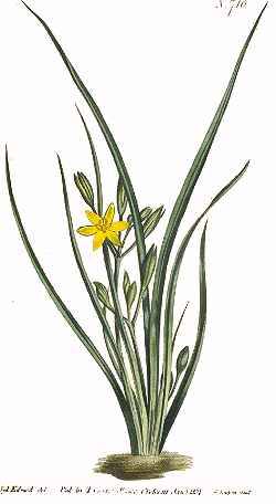 Yellow Star Grass(Hypoxis hirsuta)