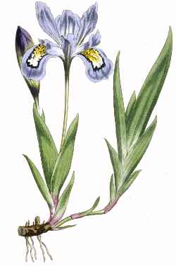 Dwarf Crested Iris(Iris cristata)