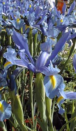 Dutch Iris(Iris hollandica)