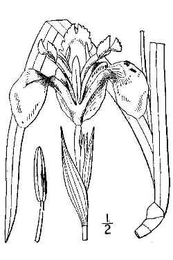 Yellow Flag(Iris pseudacorus)