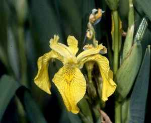 Yellow Flag(Iris pseudacorus)