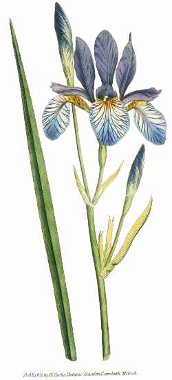 Siberian Iris, Siberian Flag(Iris sibirica)
