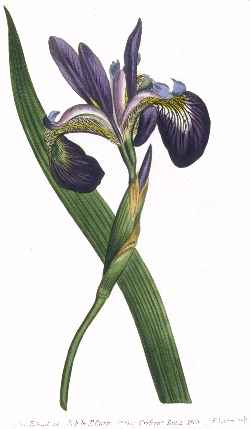 Virginia iris, Southern Blue Flag(Iris virginica)