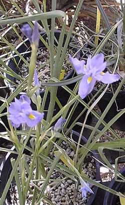 (Moraea polystachya)