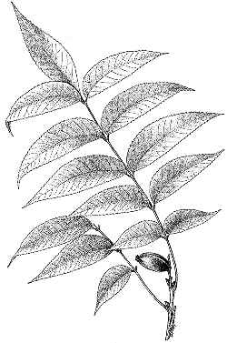 Pecan(Carya illinoinensis)