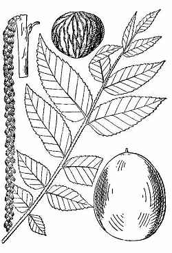Black Walnut, Eastern Black Walnut(Juglans nigra)