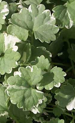 Ground Ivy, Creeping Charlie(Glechoma hederacea)