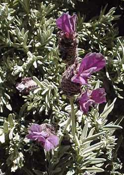 Spanish  Lavender, Italain Lavender(Lavandula stoechas)