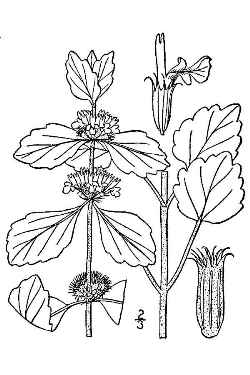 Horehound(Marrubium vulgare)