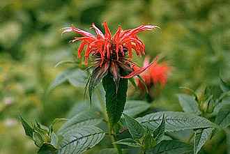 Scarlet Beebalm, Oswego Tea, Bergamot(Monarda didyma)