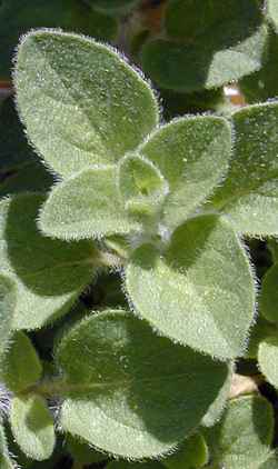 Oregano, Wild Marjoram, Greek Oregano(Origanum vulgare)