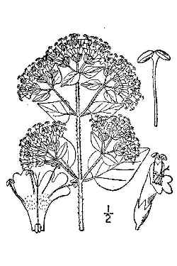 Oregano, Wild Marjoram, Greek Oregano(Origanum vulgare)