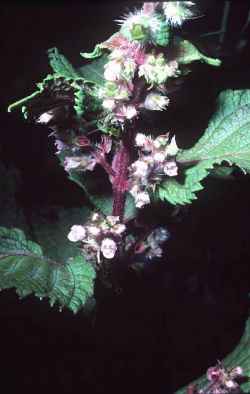 Shiso, Beefsteak Plant(Perilla frutescens)