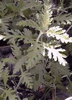 Russian Sage(Perovskia atriplicifolia)