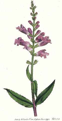 Obedient Plant, False Dragonhead(Physostegia virginiana)