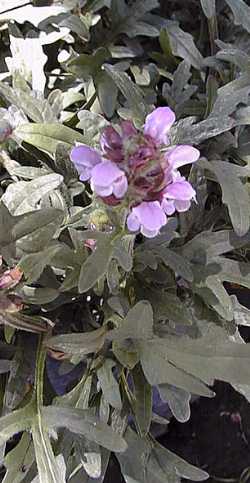 Cutleaf Self Heal, Heal All(Prunella laciniata)