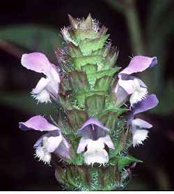 Common Self Heal(Prunella vulgaris)