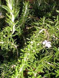 Rosemary(Rosmarinus officinalis)