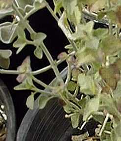 Bladdersage, Paperbagbush(Salazaria mexicana)