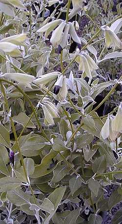 Peruvian Black Salvia, Andean Silver Leaf(Salvia discolor)