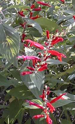 Pineapple Scented Sage(Salvia elegans)