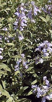 Common Sage, Garden Sage(Salvia officinalis)