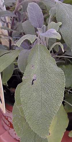 Common Sage, Garden Sage(Salvia officinalis)