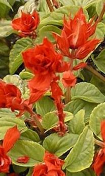 Scarlet Sage(Salvia splendens)