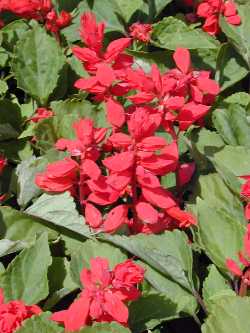Scarlet Sage(Salvia splendens)